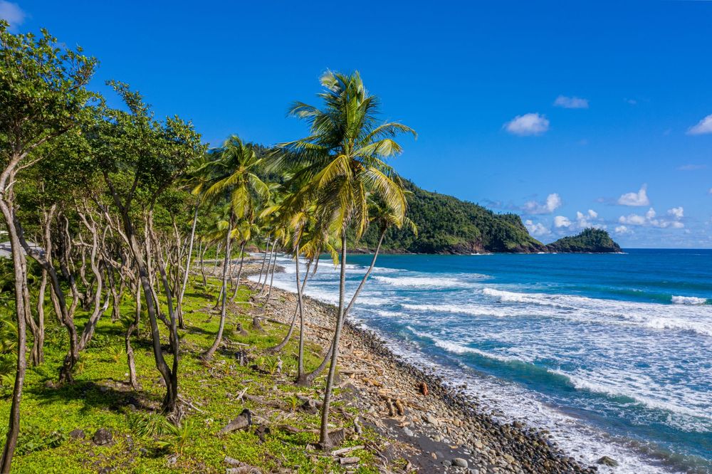 Palm trees along Rosalie Bay’s black-sand Atlantic beach